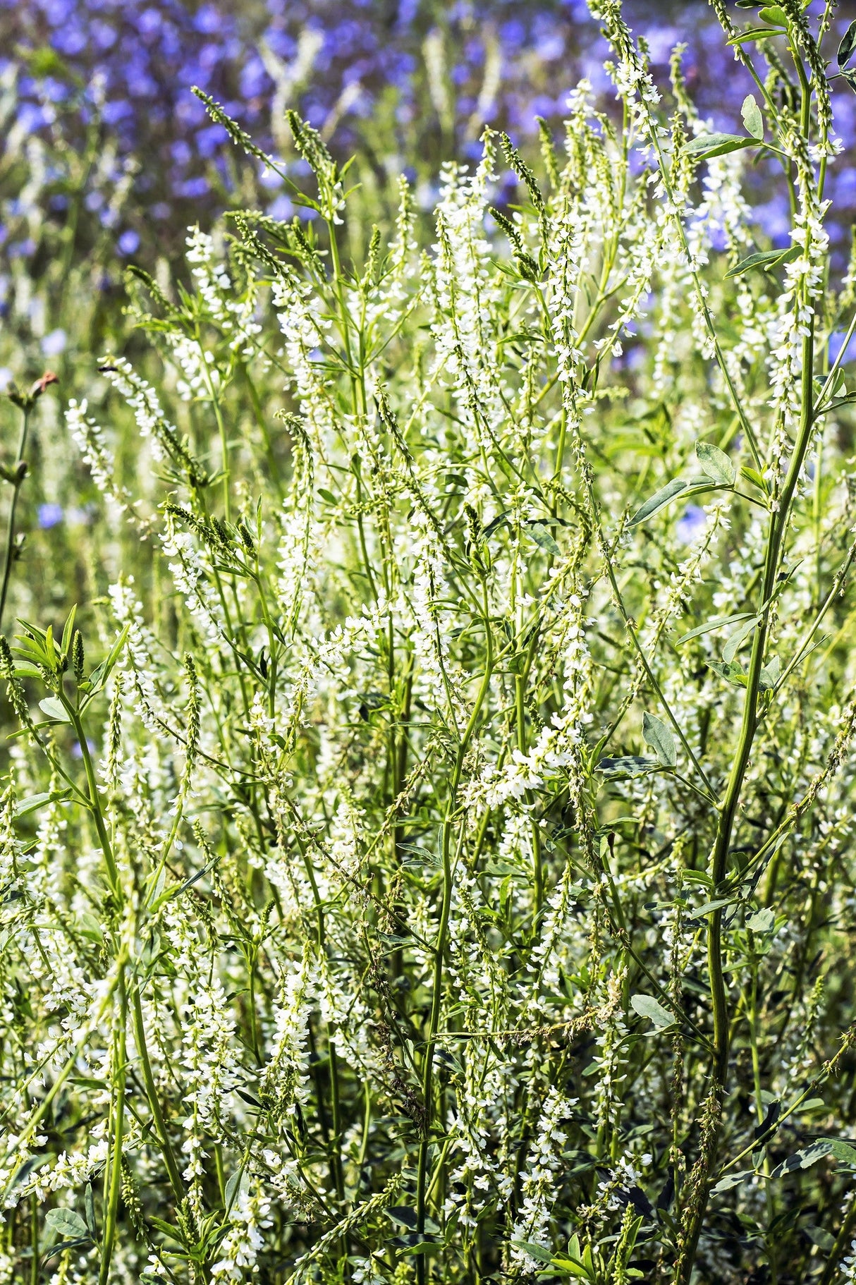 1500 WHITE Blossom SWEET CLOVER Melilotus Officinalis Alba Albus Sweetclover Honey Clover Flower Seeds