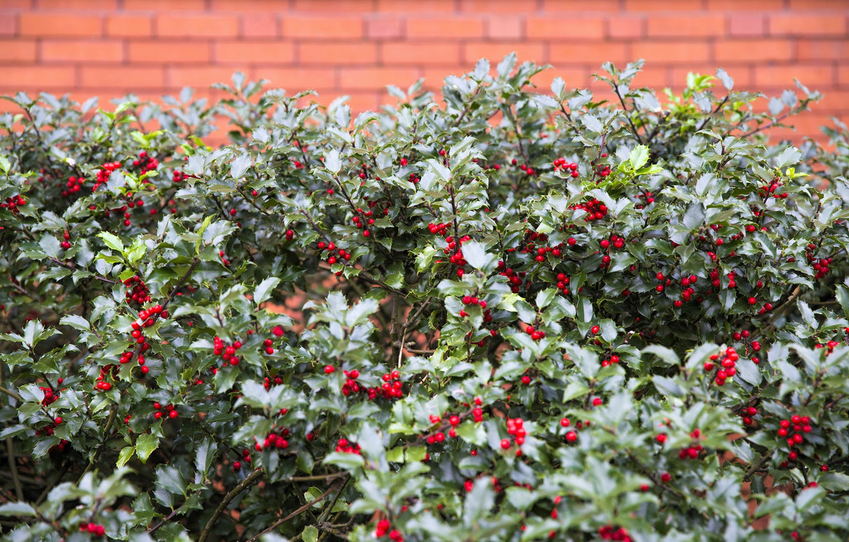 40 ENGLISH HOLLY Ilex Aquifolium aka European Common or Christmas Holly Evergreen Tree Shrub Berry Seeds