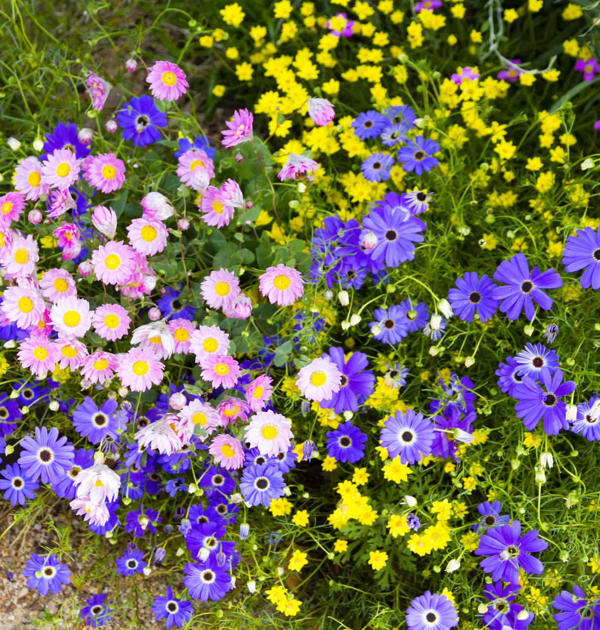 200 Purple Mix SWAN RIVER DAISY Brachyscome Iberidifolia Flower Seeds