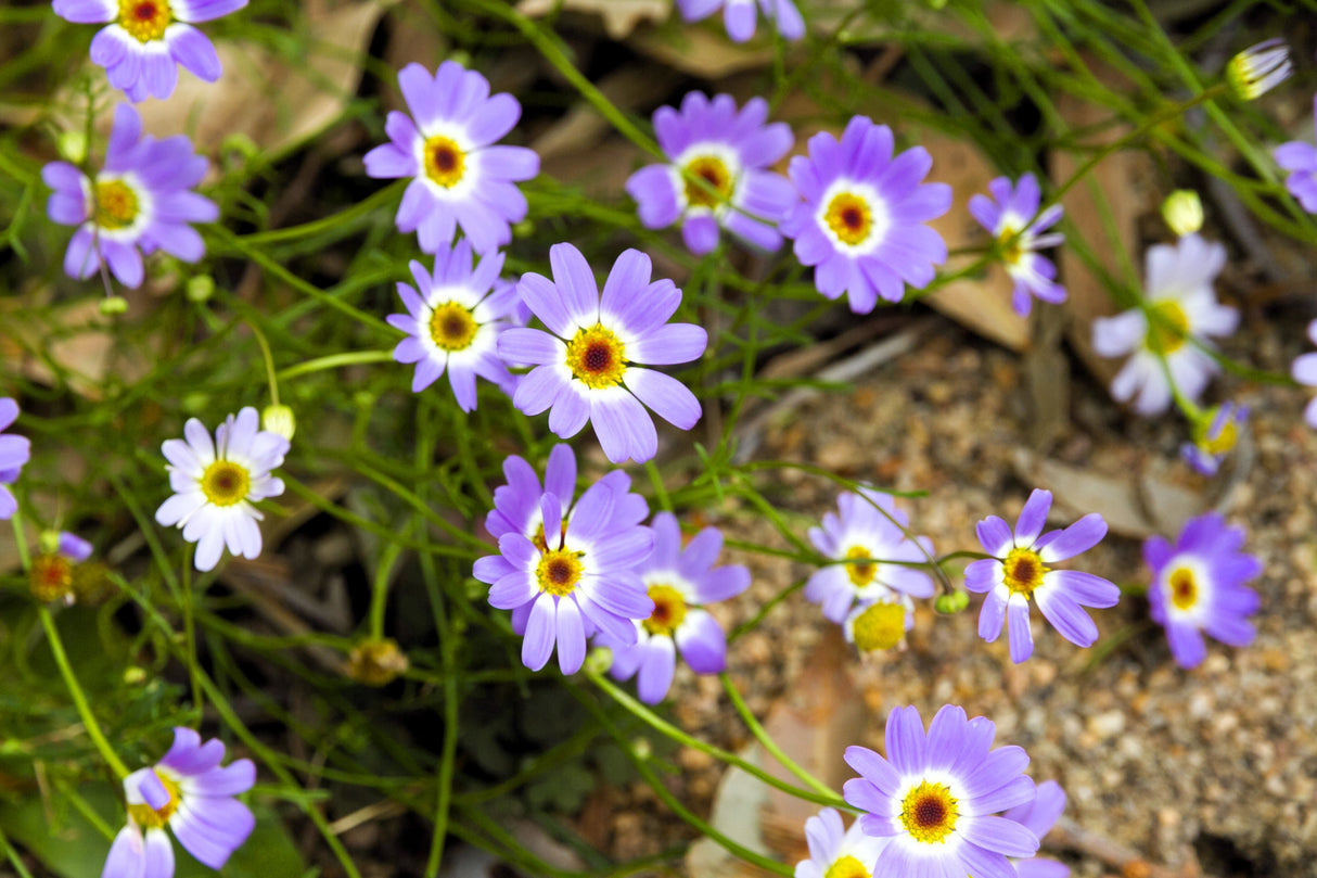 200 Purple Mix SWAN RIVER DAISY Brachyscome Iberidifolia Flower Seeds