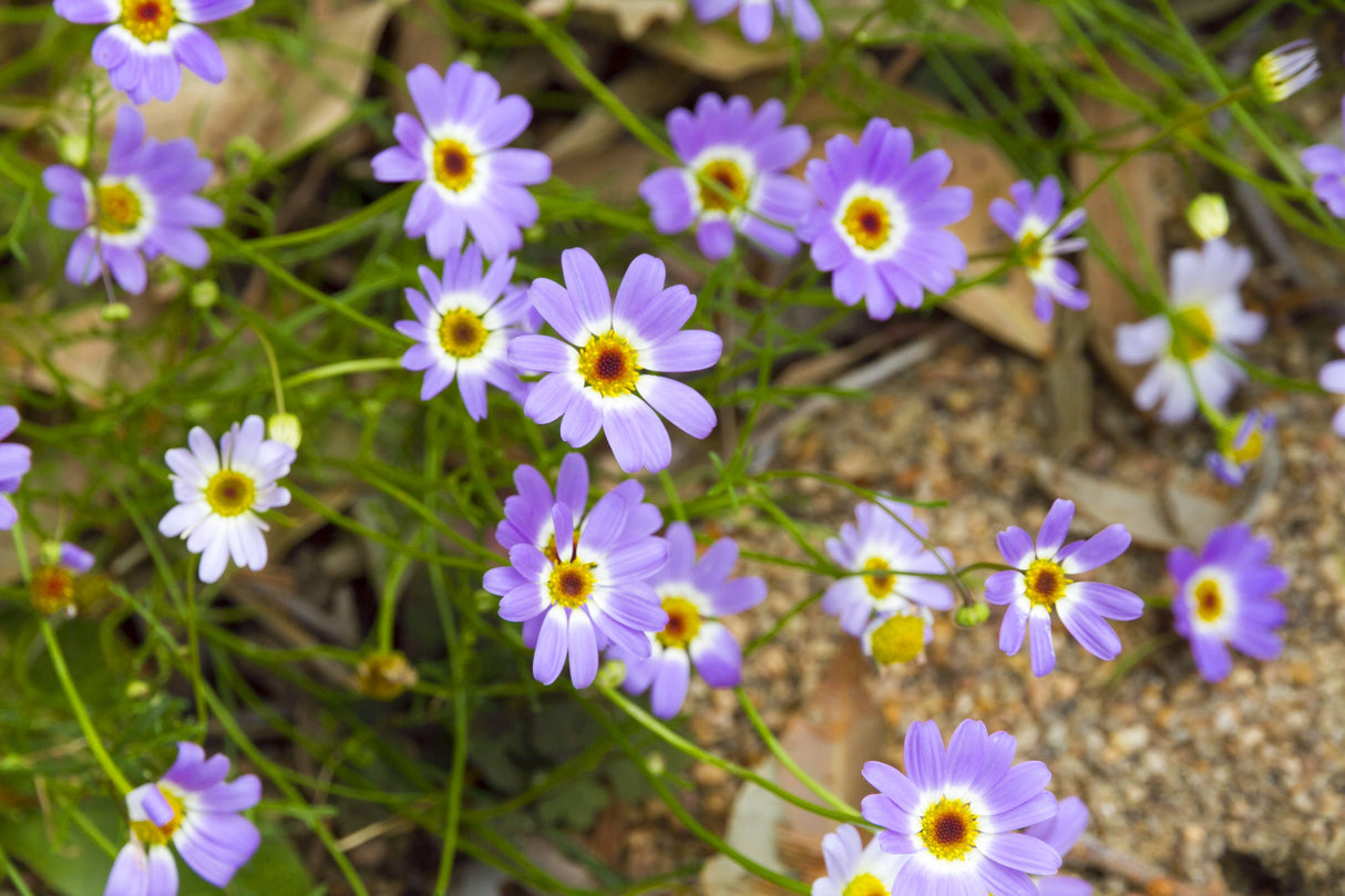200 Mixed Colors SWAN RIVER DAISY Brachyscome Iberidifolia Flower Seeds