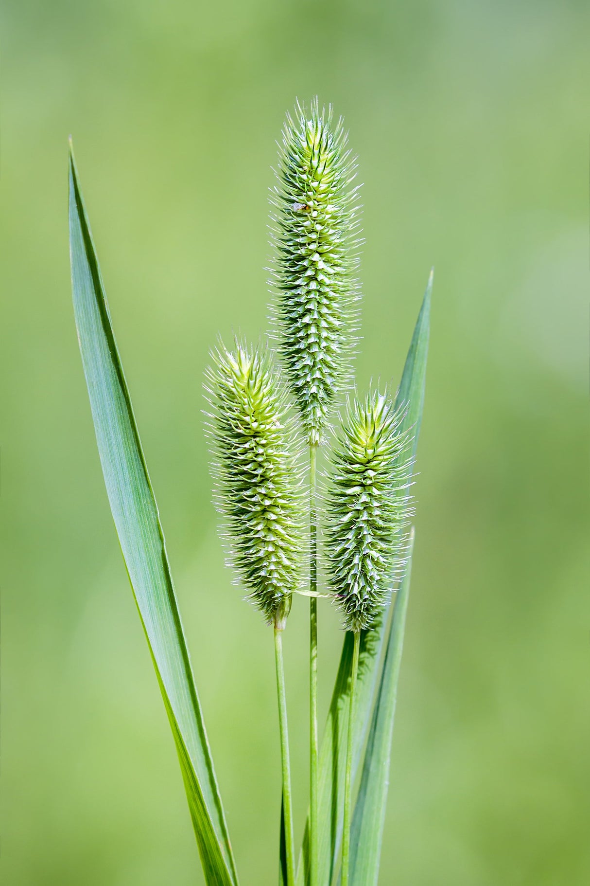500 DERBY TIMOTHY GRASS Ornamental Phleum Pratense Seeds