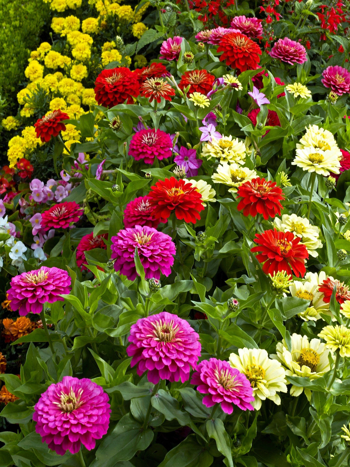 200 Mixed Colors ZINNIA POMPON Zinnia Elegans Flower Seeds