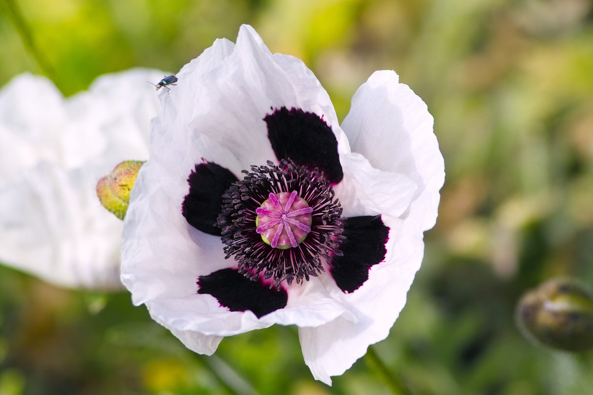 1000 MIXED Colors ORIENTAL POPPY Papaver Orientale Flower Seeds