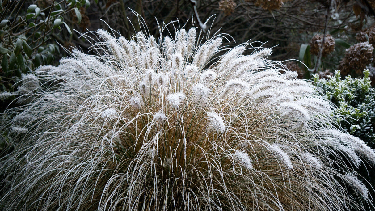 25 DWARF FOUNTAIN GRASS Pennisetum Alopecuroides Hardy Ornamental White Plume Seeds