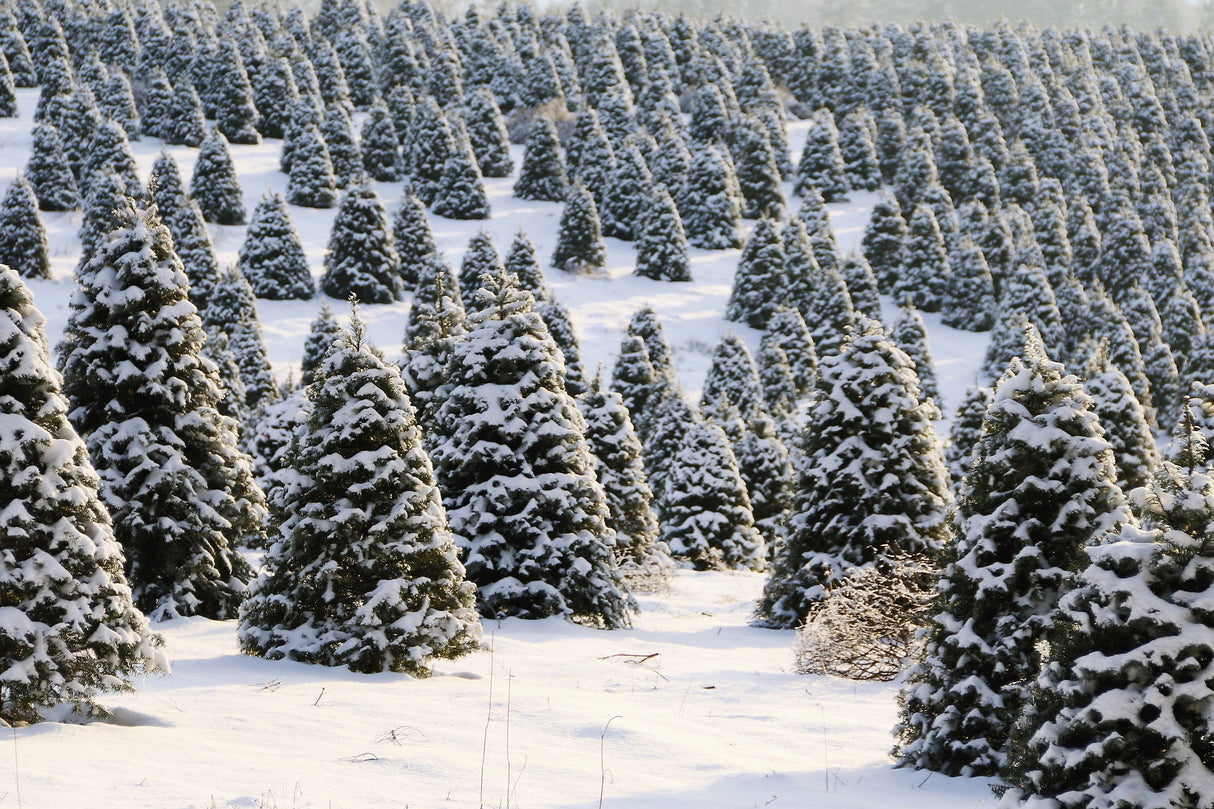 Grow Your Own CHRISTMAS TREE COLLECTION - 4 Gift Packets of Tree Seeds - Fraser Fir, Balsam Fir, Douglas Fir, & Blue Spruce + Free Gift Bag