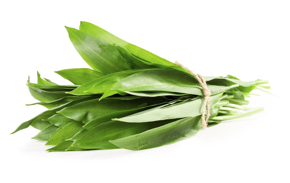 10 RAMSONS / WILD Bear GARLIC Allium Ursinum Vegetable Herb White Flower Seeds