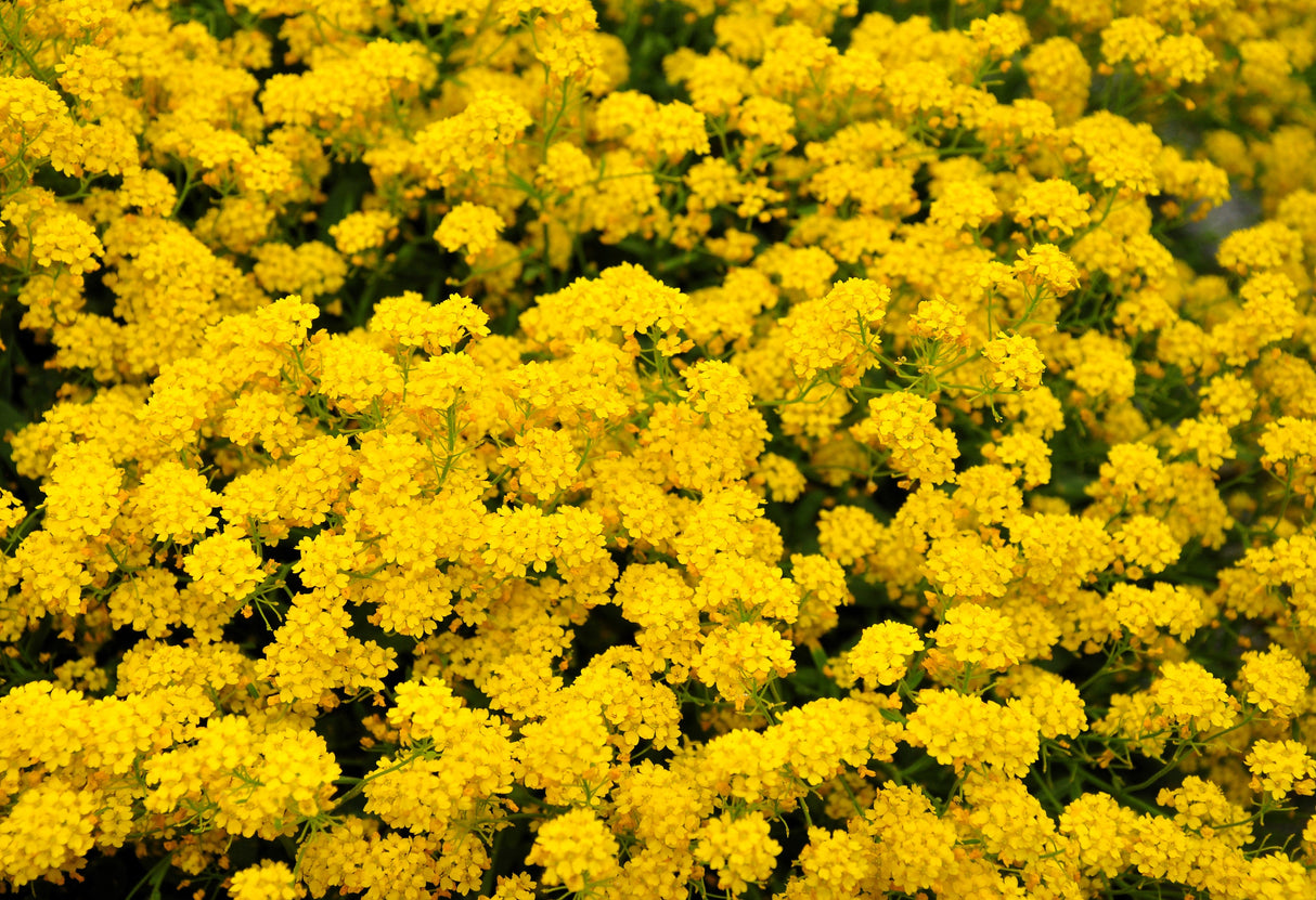 1000 GOLDEN TUFT ALYSSUM Basket of Gold Aurinia Saxatilis Yellow Flower Seeds