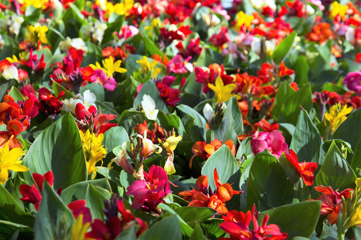 5 MIXED CANNA LILY Generalis Mix Colors Red Yellow Hummingbird Flower Seeds