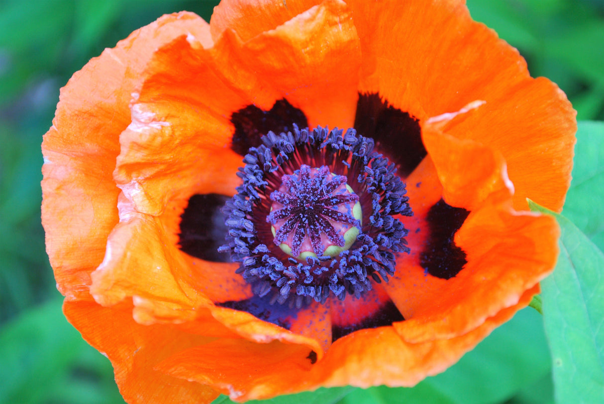 100 PRINCE of ORANGE POPPY Oriental Poppy Papaver Orientale Perennial Flower Seeds