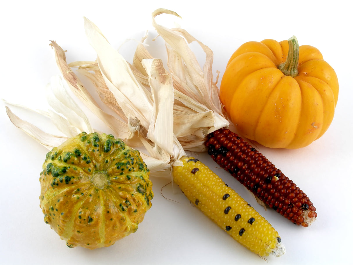 50 Indian MINI MIX CORN Miniature 4" Ears Ornamental Zea Mays Vegetable Seeds