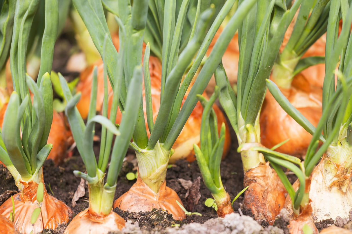 500 Sweet YELLOW SPANISH ONION Allium Cepa Vegetable Seeds