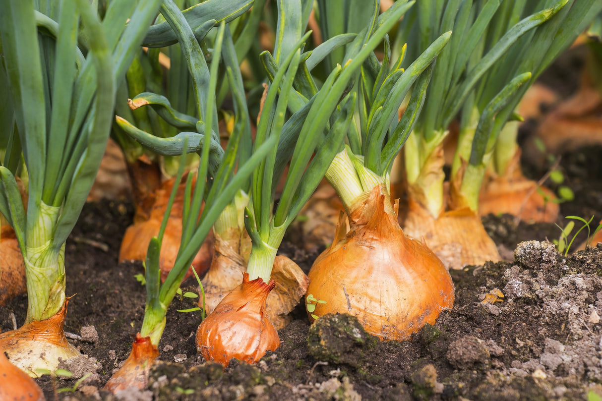500 Sweet YELLOW SPANISH ONION Allium Cepa Vegetable Seeds