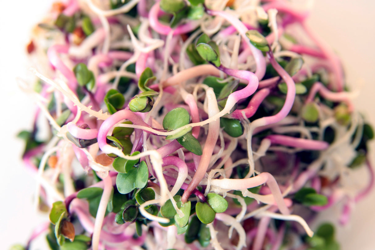 100 CHINA ROSE RADISH (Chinese Winter Radish) Raphanus Sativus Vegetable Seeds