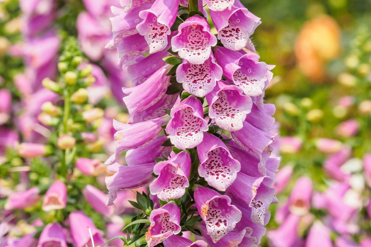 1000 FOXGLOVE EXCELSIOR MIX Digitalis Purpurea Mixed Colors Flower Seeds