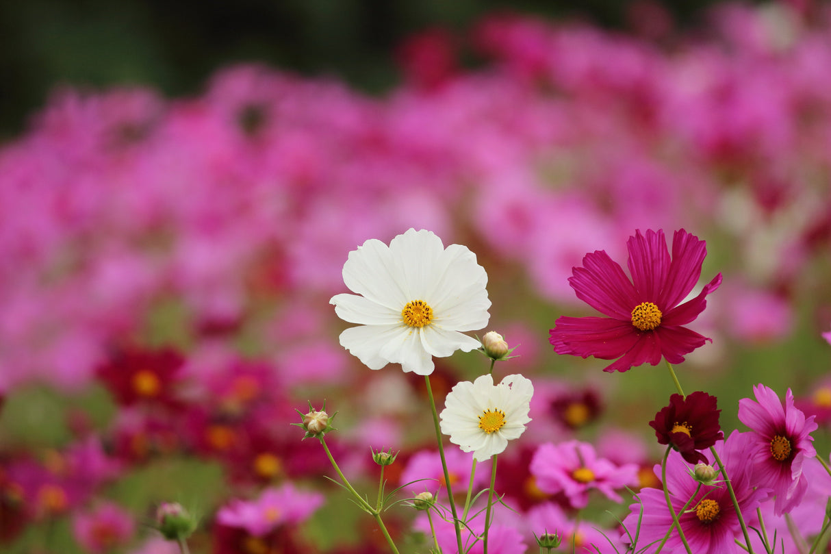 350 COSMOS SENSATION MIX Mixed Colors Cosmos Bipinnatus Flower Seeds