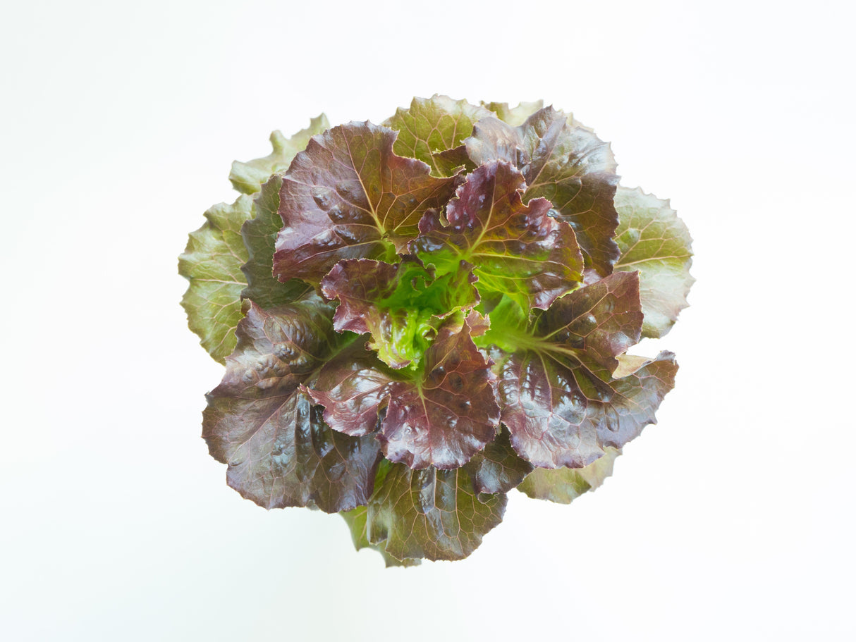 3000 BRONZE MIGNONETTE LETTUCE Butterhead Lactuca Sativa Vegetable Seeds