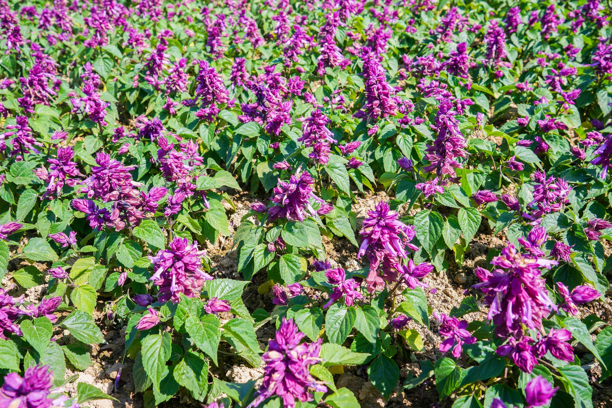 20 BRIGHT PURPLE SALVIA Splendens Scarlet Sage Flower Seeds