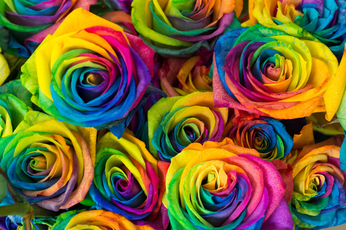 Make Your Own - 5 RAINBOW ROSE BUSH Seeds Shrub Rosa Flower