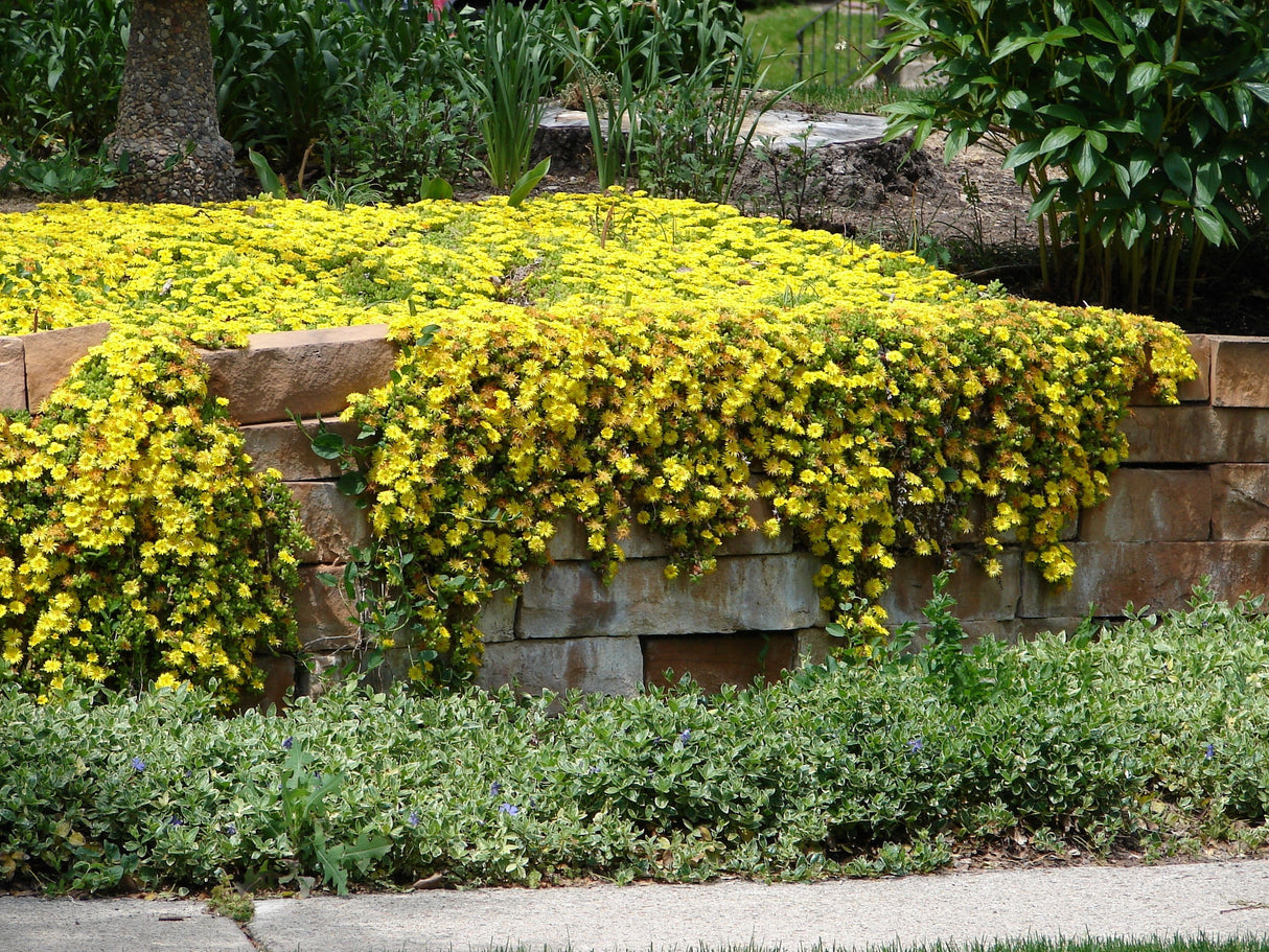 100 Gelato YELLOW ICE PLANT Mesembryanthemum Daisy Livingstone Succulent Flower Seeds