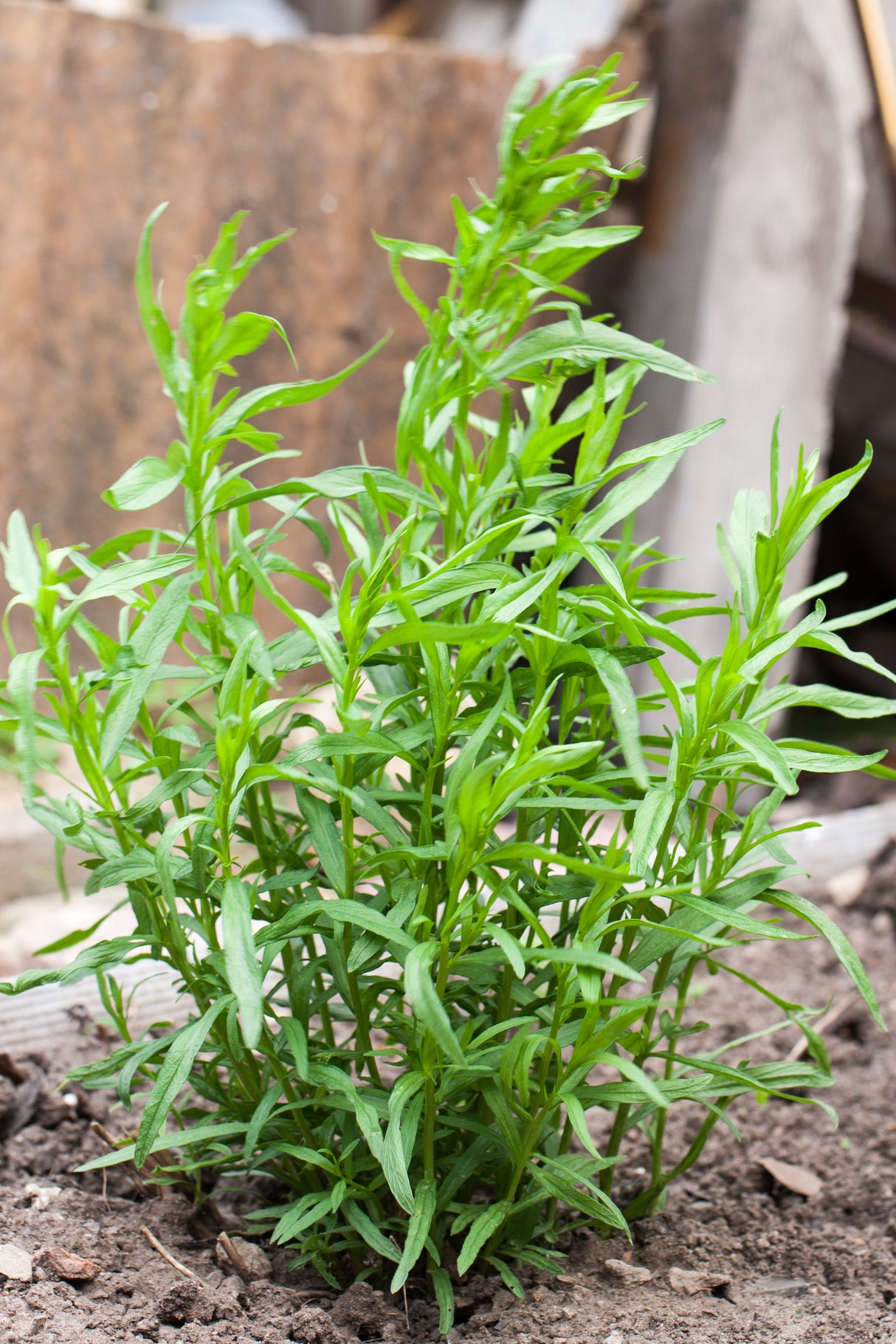 100 TARRAGON - Kitchen / Common / Dragons Wort - Artemisia Dracunculus Flower Culinary Herb Seeds