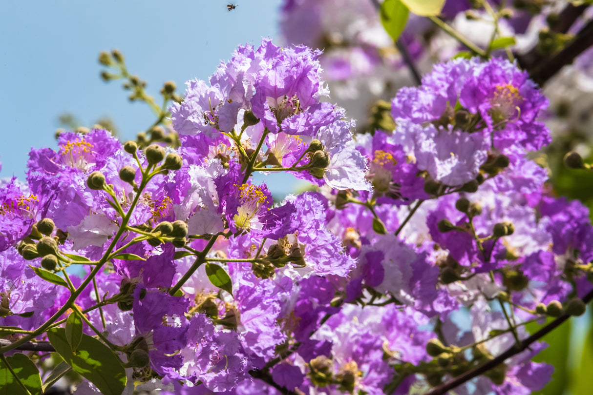 50 MIXED CREPE MYRTLE Lagerstroemia Indica Tree Shrub Crape 6 Color Mix - Red, Purple, Light Pink, Dark Pink, White, & Lilac Flower Seeds