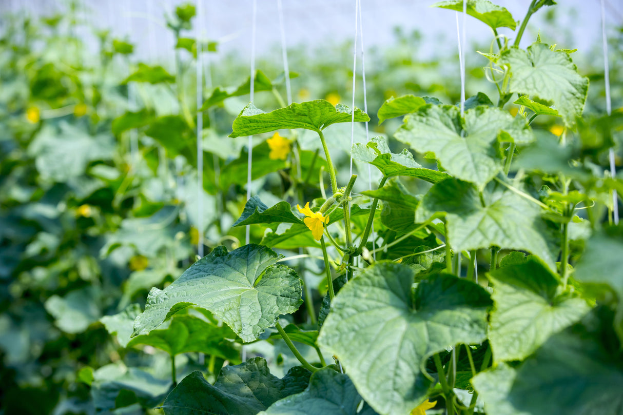 50 WHITE WONDER CUCUMBER Fruit Cucumis Sativus Seeds