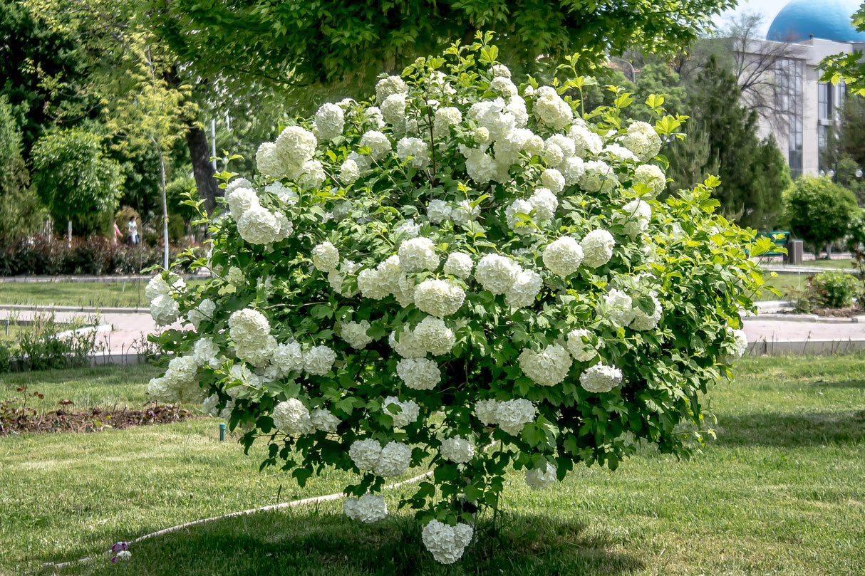 30 EUROPEAN CRANBERRY / SNOWBALL Tree Guelder Rose Viburnum Opulus Red Fruit White Flower Seeds