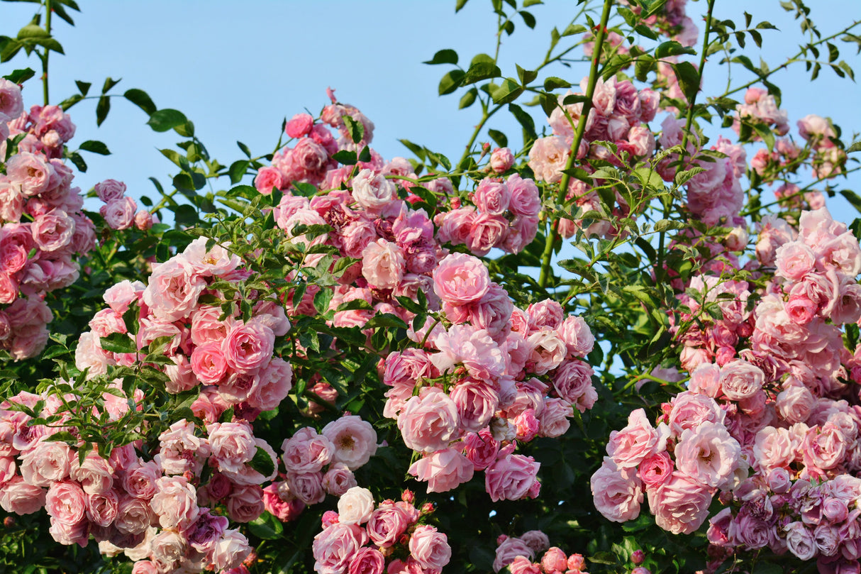 5 PINK CLIMBING ROSE Rosa Bush Vine Climber Fragrant Butterfly Flower Seeds