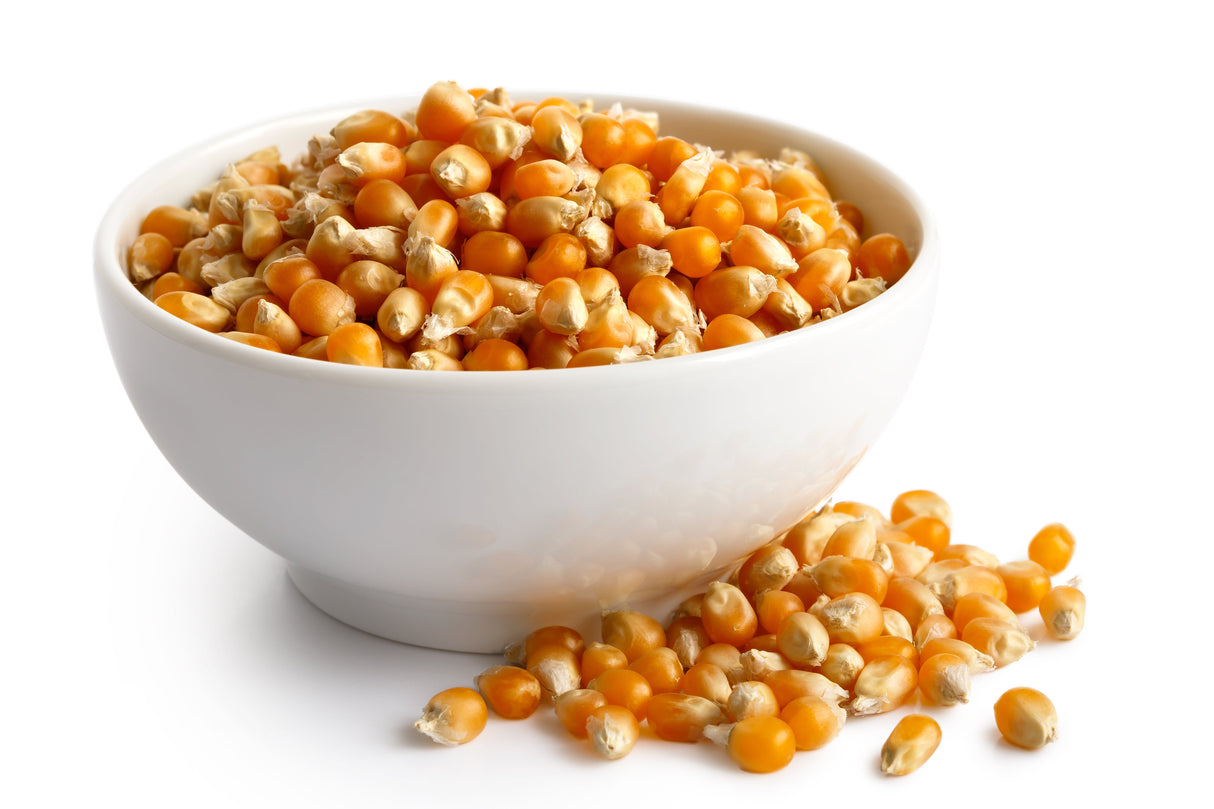150 LADY FINGERS POPCORN Corn Zea Mays White Yellow Vegetable Seeds