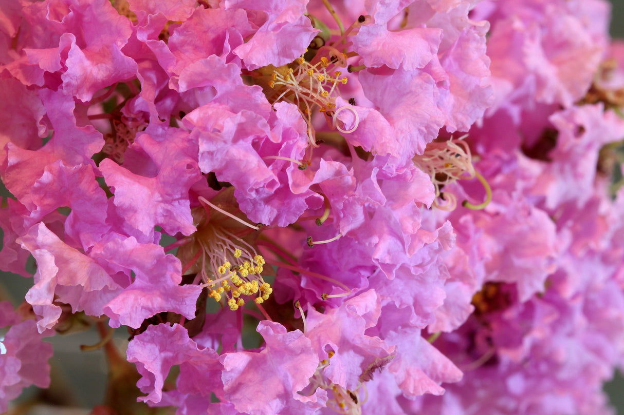 50 MIXED CREPE MYRTLE Lagerstroemia Indica Tree Shrub Crape 6 Color Mix - Red, Purple, Light Pink, Dark Pink, White, & Lilac Flower Seeds