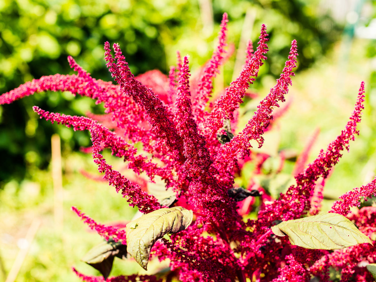 150 AMARANTHUS PYGMY TORCH (Prince of Wales Feather) Amaranthus Hypochondriacus Flower Seeds