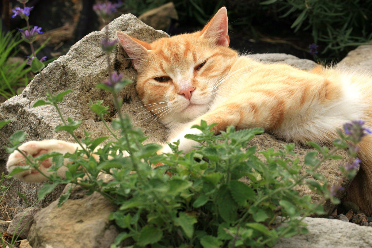 200 Lemon LEMONY CATNIP Nepeta Cataria Citriodora Herb Flower Seeds