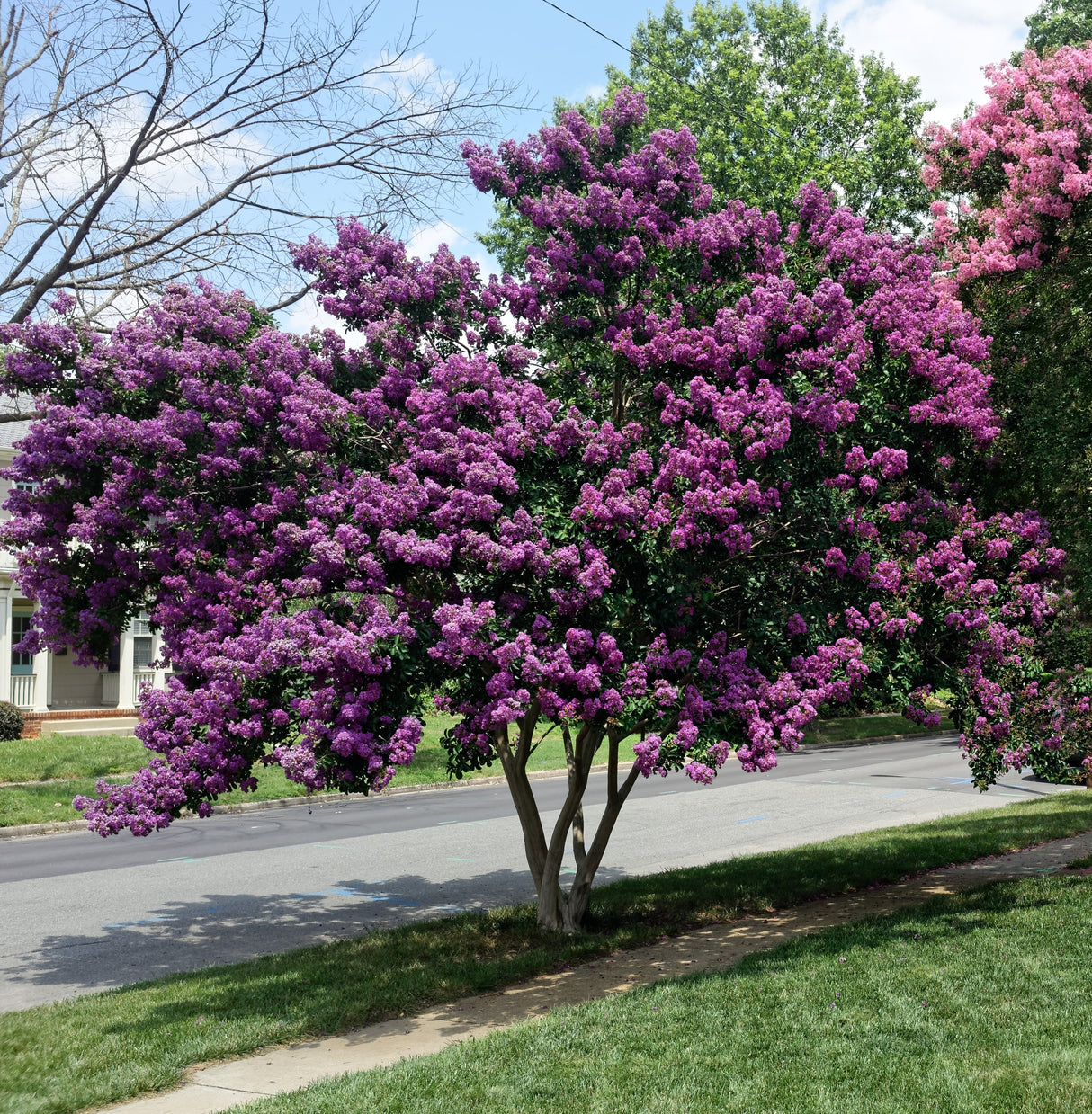 50 MIXED CREPE MYRTLE Lagerstroemia Indica Tree Shrub Crape 6 Color Mix - Red, Purple, Light Pink, Dark Pink, White, & Lilac Flower Seeds