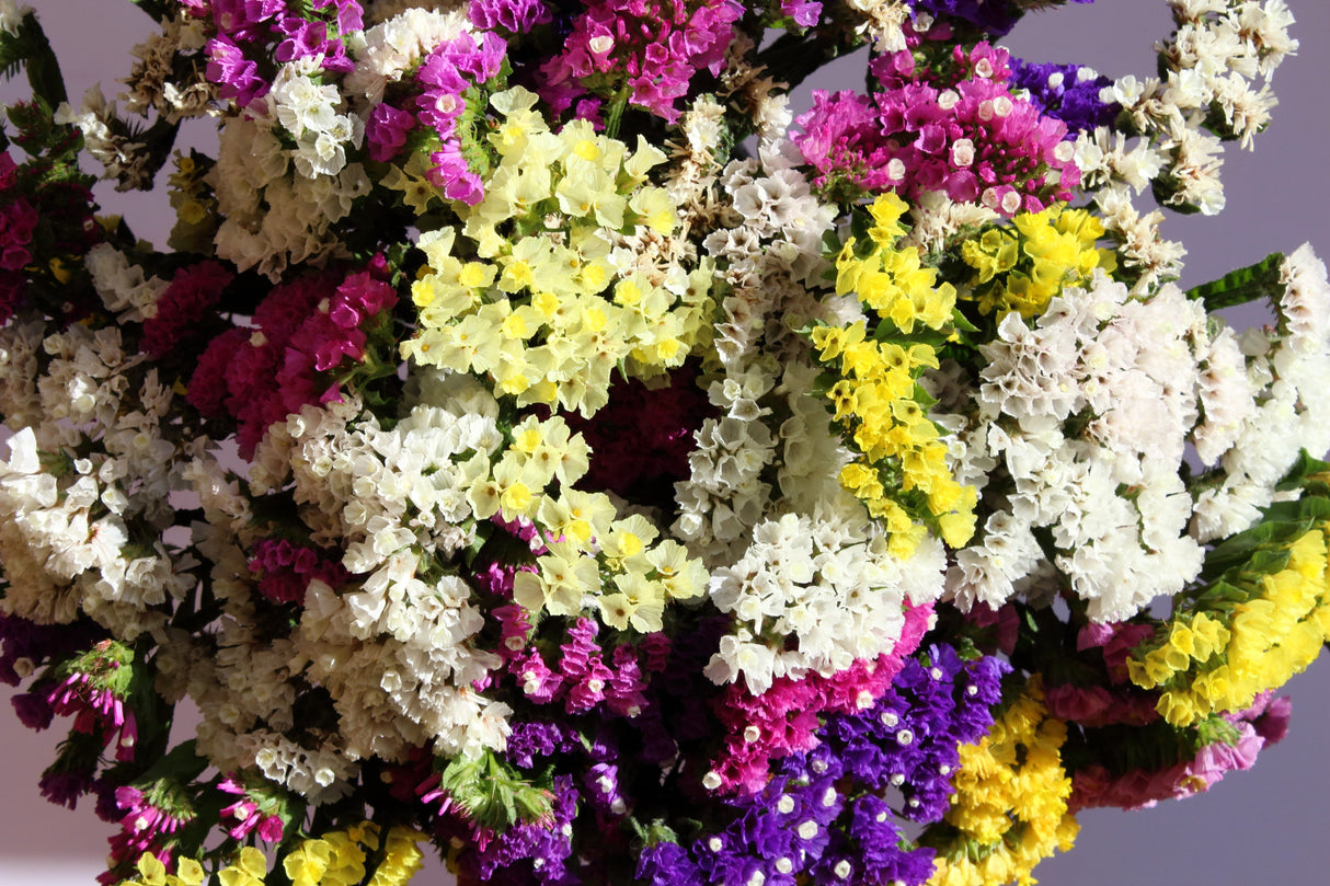 50 Pacific Mix STATICE (Sea Lavender) Mixed Colors Limonium Sinuatum Flower Seeds