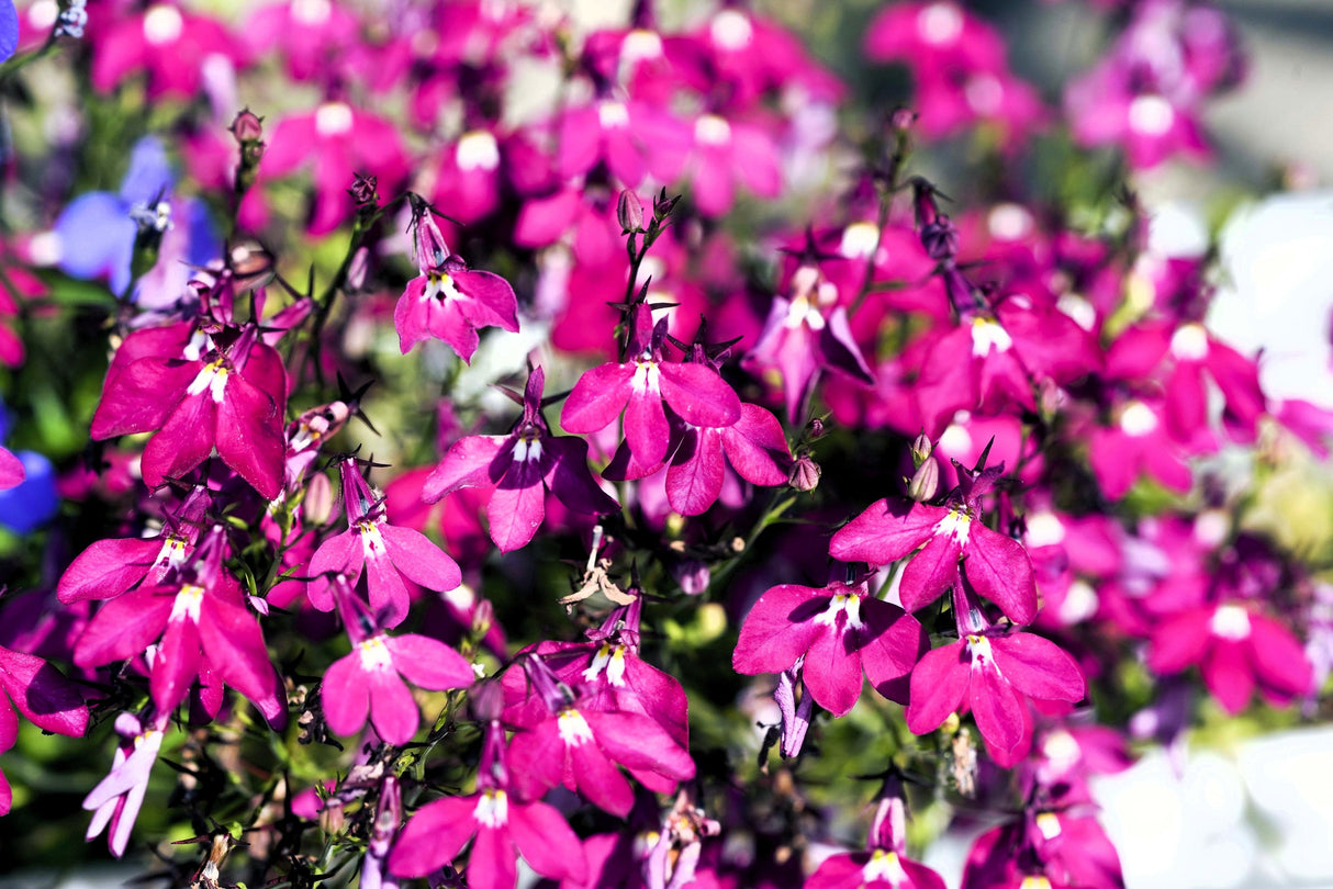200 Red CRIMSON FOUNTAIN LOBELIA Erinus Trailing Flower Seeds
