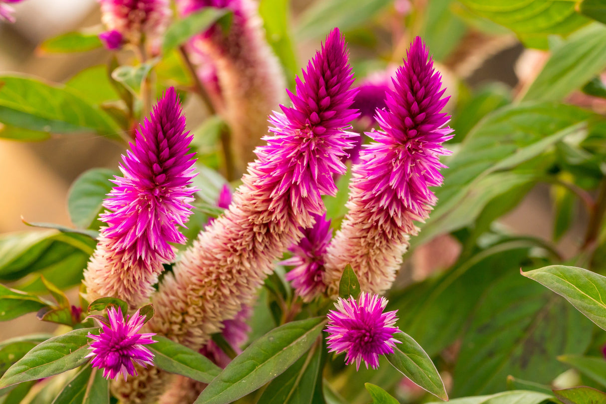 100 FLAMINGO FEATHER Wheat CELOSIA Spicata Pink & White Flower Seeds