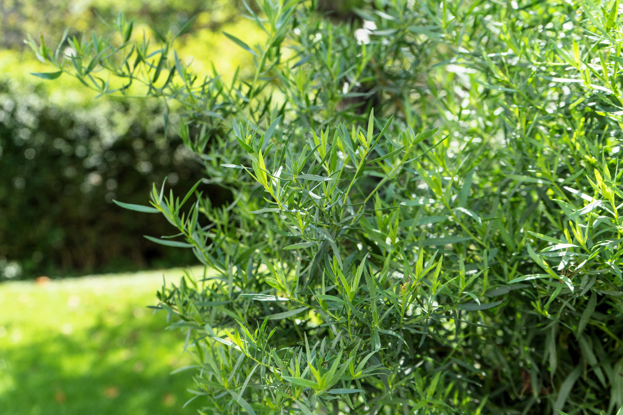 100 TARRAGON - Kitchen / Common / Dragons Wort - Artemisia Dracunculus Flower Culinary Herb Seeds