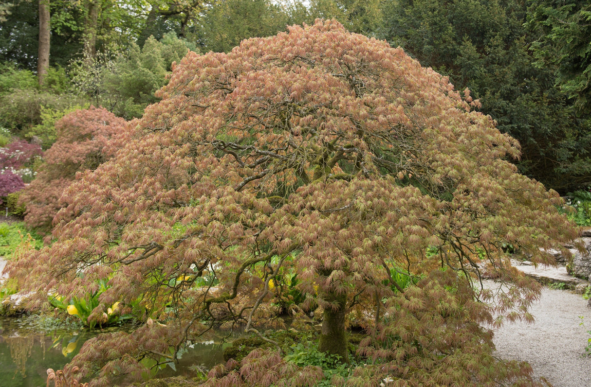 10 WEEPING LACELEAF MAPLE Japanese Acer Palmatum Dissectum Green Yellow Red Tree Seeds