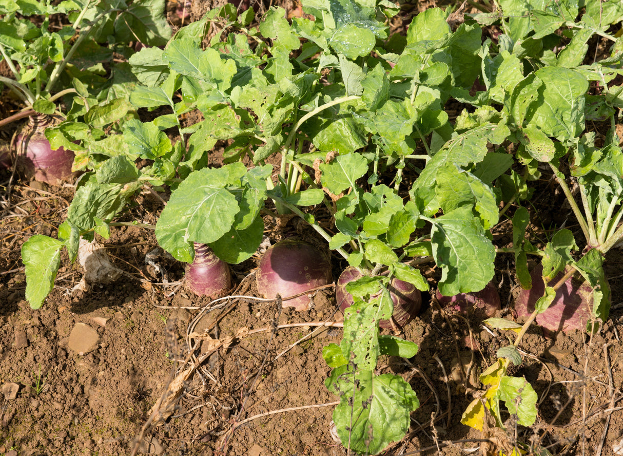 3000 LAURENTIAN RUTABAGA Brassica Napus Vegetable Seeds