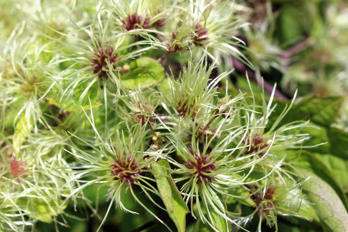 20 WHITE CLEMATIS Virginiana / Virgins Bower Flower Vine Seeds