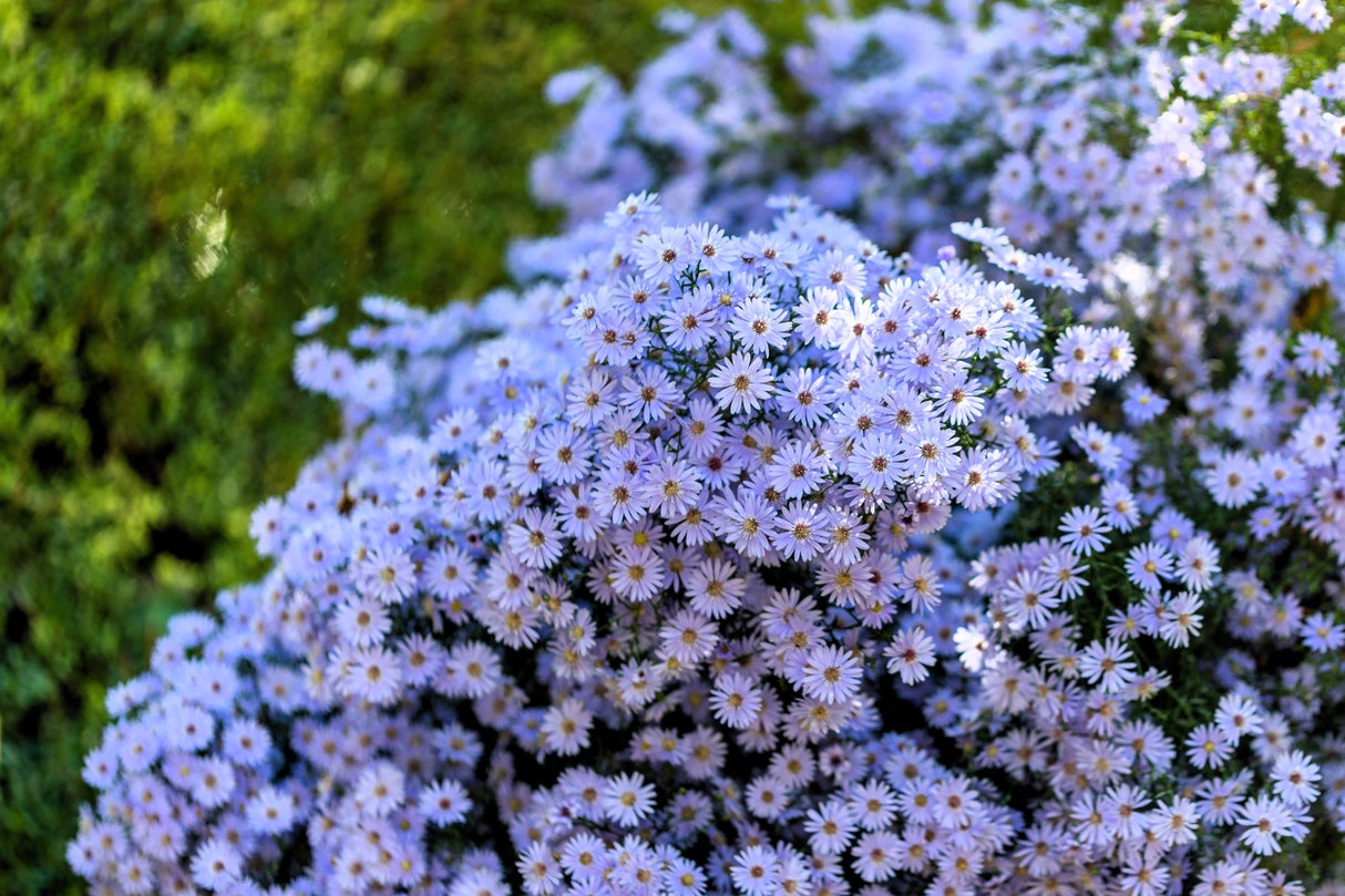 100 HEART LEAVED ASTER Cordifolius Symphyotrichum Blue Wood Aster Flower Seeds
