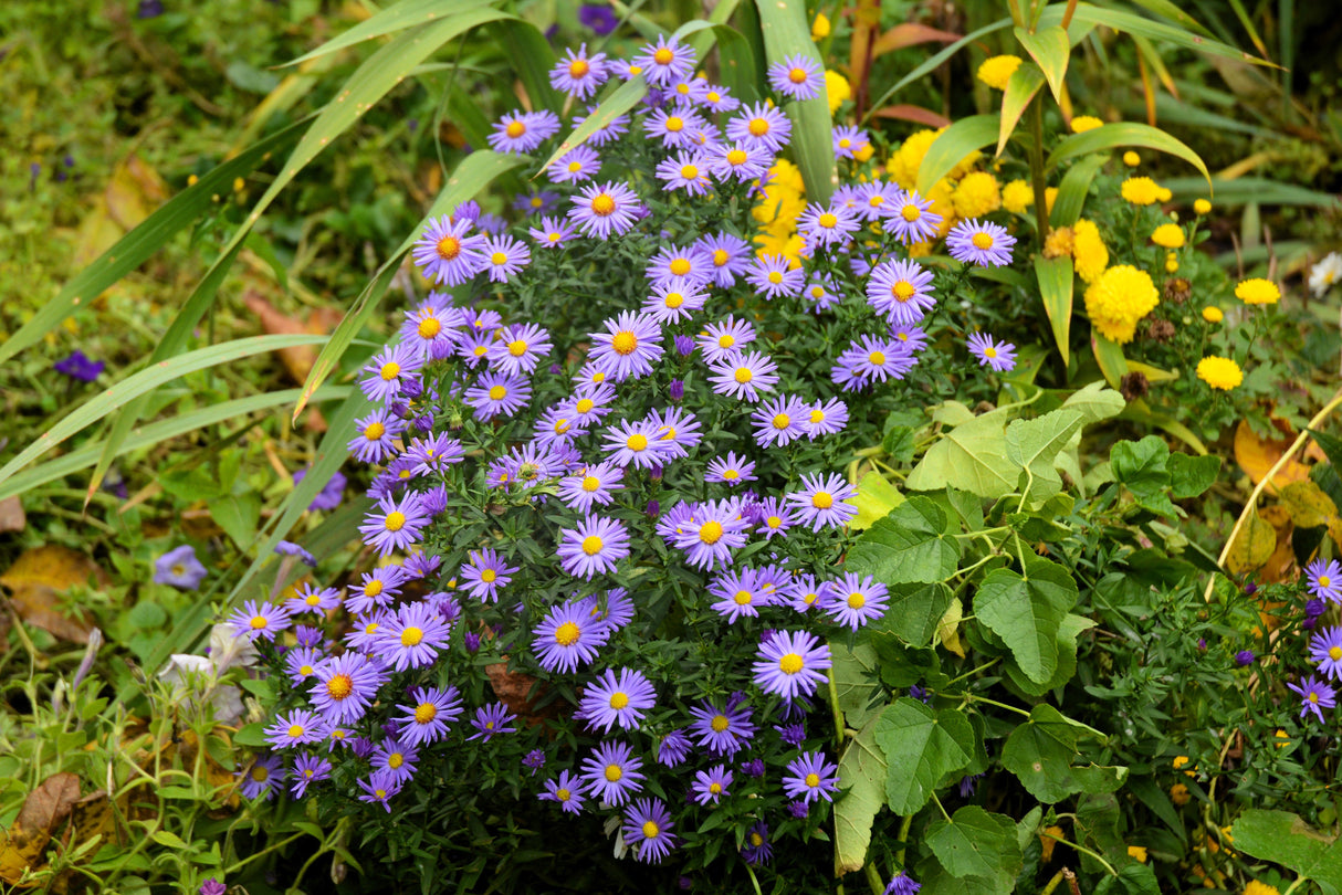 100 PURPLE Smooth Violet PRAIRIE ASTER Aster Tanacetifolia Tahoka Daisy Flower Seeds