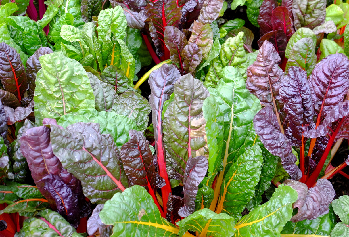 150 Mixed Colors NORTHERN LIGHTS SWISS CHARD (Perpetual Spinach) Beta Vulgaris Cicla Vegetable Seeds