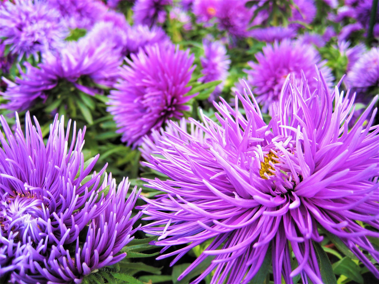 30 VIOLET Purple NEEDLE ASTER Callistephus Chinensis Unicom Flower Seeds