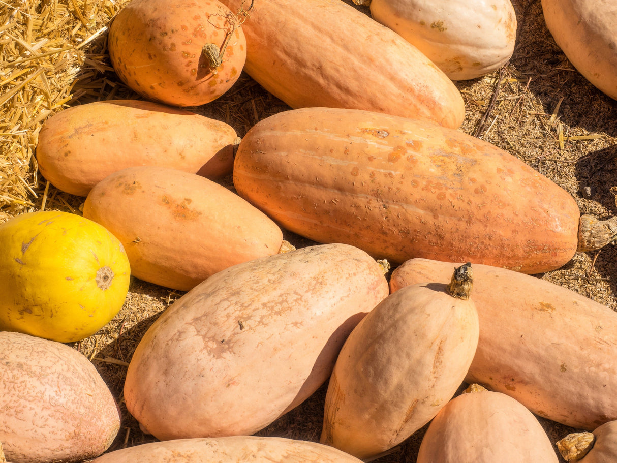 25 Jumbo PINK BANANA SQUASH Cucurbita Maxima Heirloom Winter Vegetable Seeds