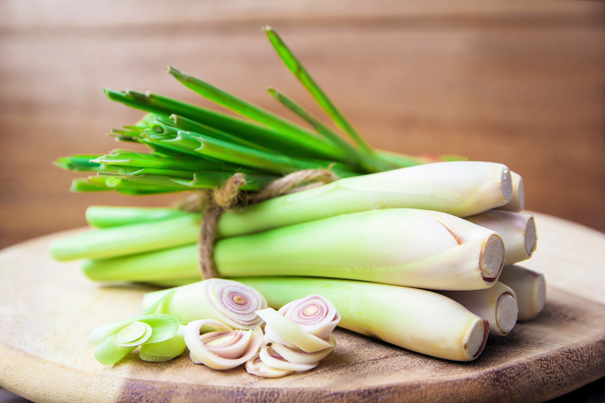 100 LEMONGRASS East Indian Lemon Grass Fragrant Ornamental Edible Cymbopogon Flexuosus Seeds