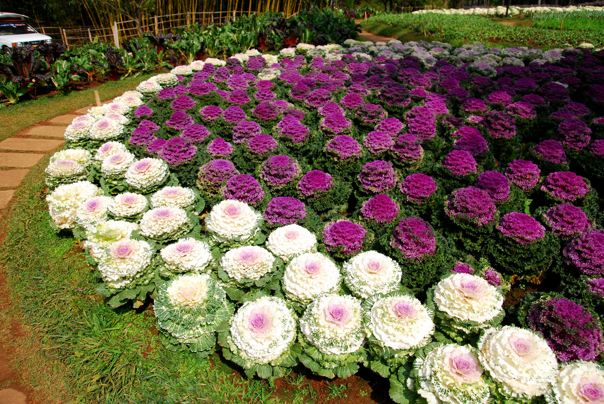 50 MIXED ORNAMENTAL CABBAGE Flowering Cabbage Brassica Oleracea Seeds