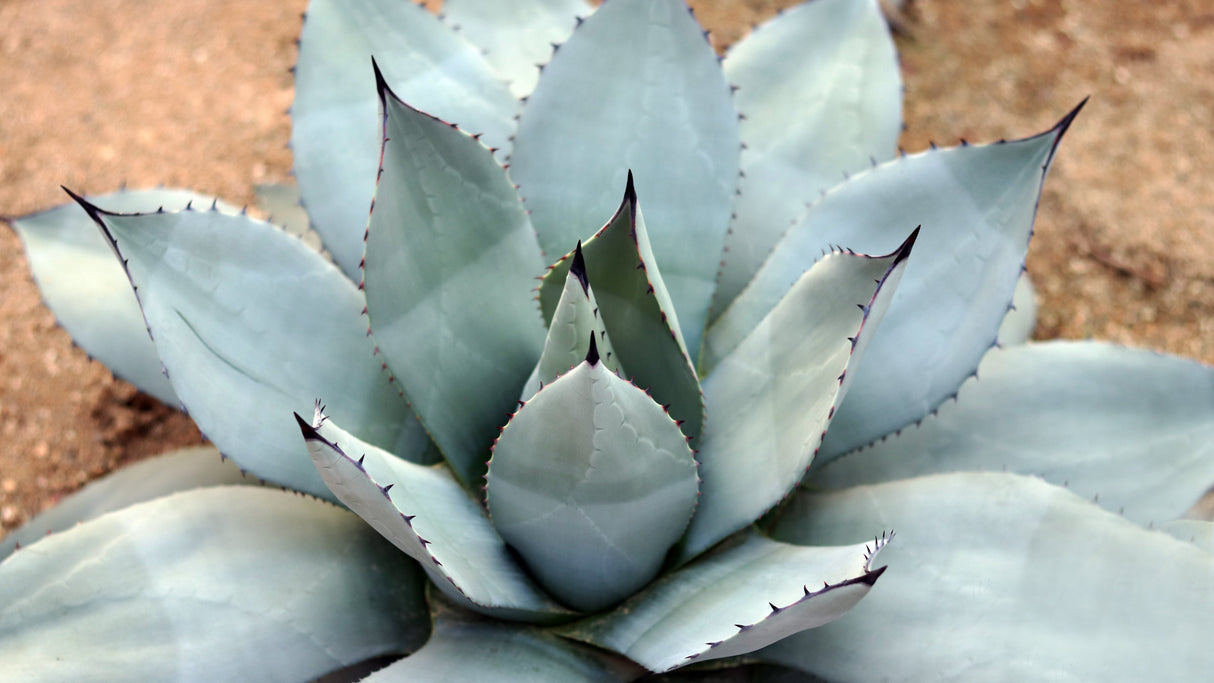 5 ARTICHOKE AGAVE Parry's Huachuca Agave Parryi Huachucensis Century Plant Succulent Cactus Seeds