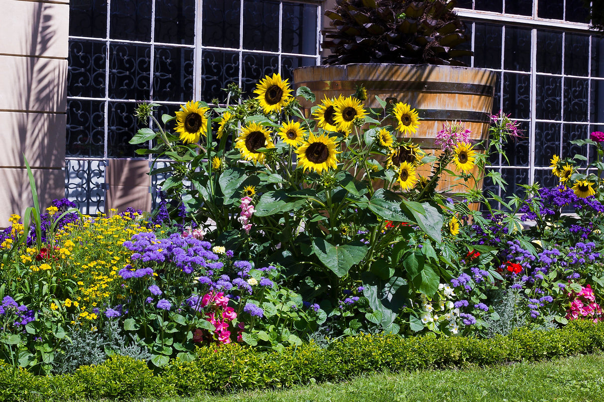 50 HOPI Black Dye SUNFLOWER Helianthus Annuus Flower Seeds